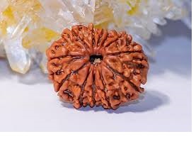 11 mukhi rudraksha