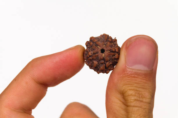 ashta mukhi rudraksha benefits