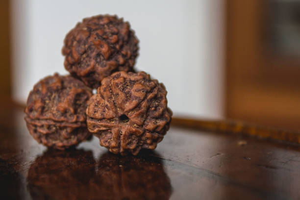 14 Mukhi Rudraksha Bannerghatta Road